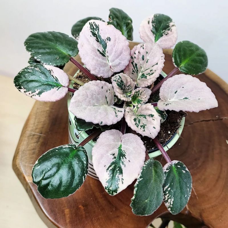 Saintpaulia Variegata. Panašovaná africká fialka