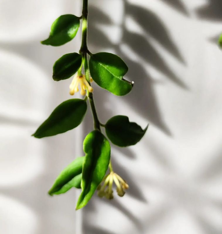 Hoya Bella