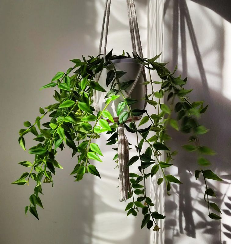 Hoya Bella