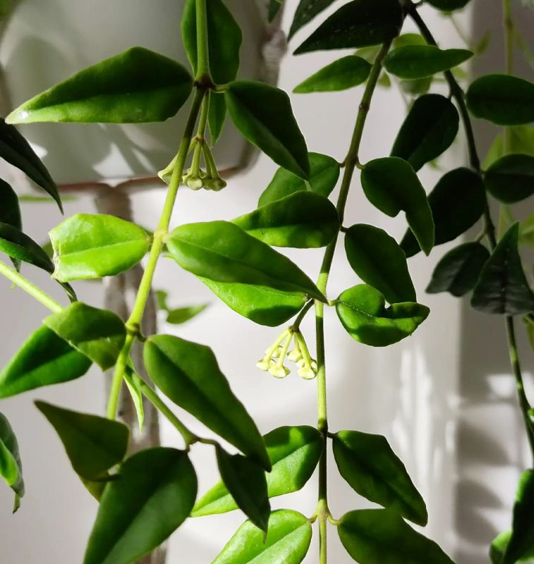 Hoya Bella