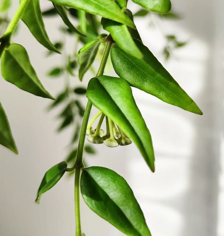Hoya Bella