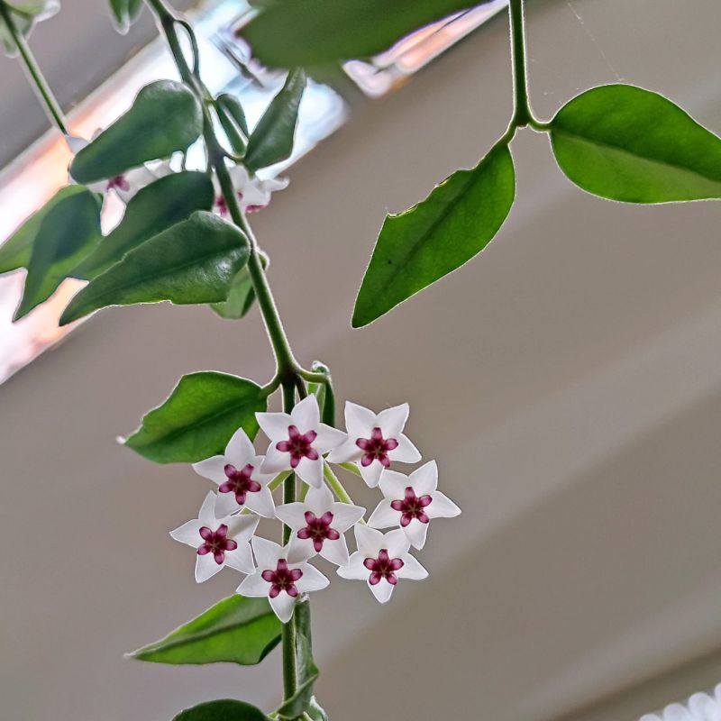 Hoya Bella