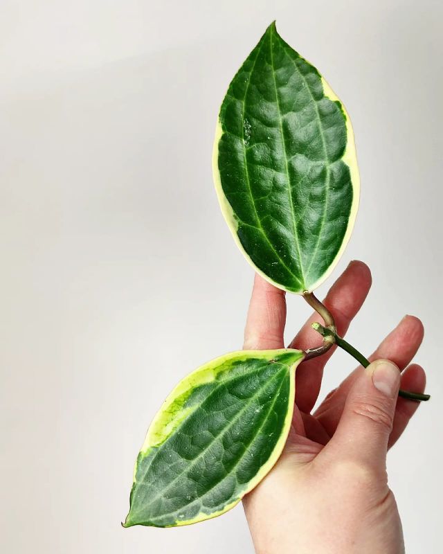 Hoya Macrophylla Variegata řízek k zakořenění