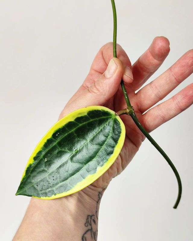 Hoya Macrophylla Variegata řízek k zakořenění