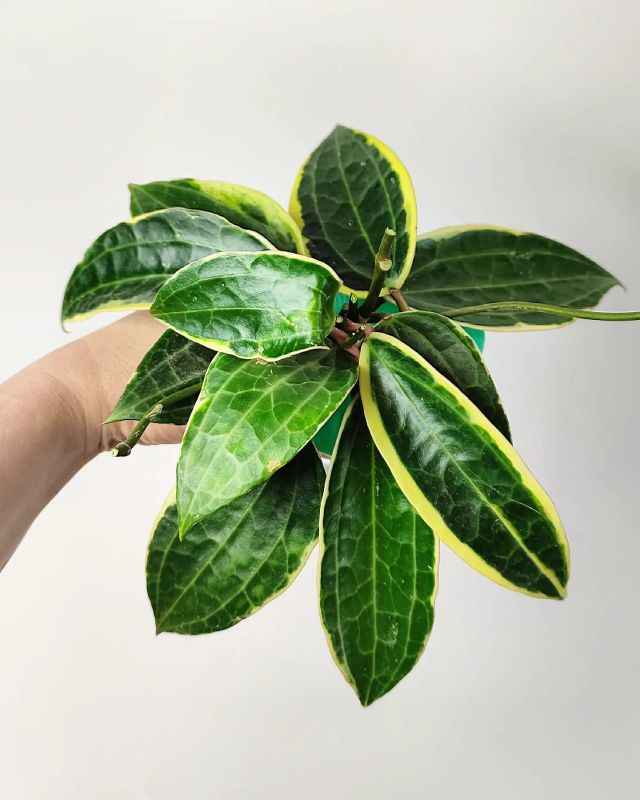 Hoya Macrophylla Variegata řízek k zakořenění