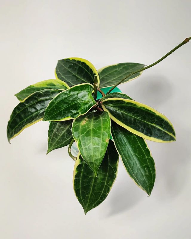 Hoya Macrophylla Variegata řízek k zakořenění