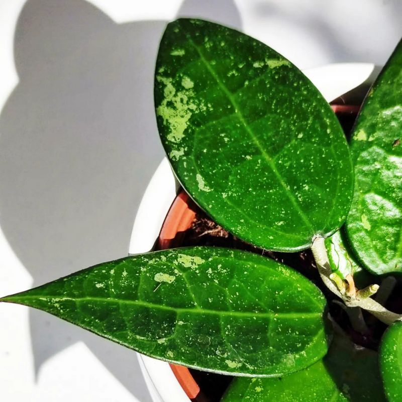 Hoya parasitica 'Black Margin'   Zakořeněný řízek v květináči o průměru 9cm