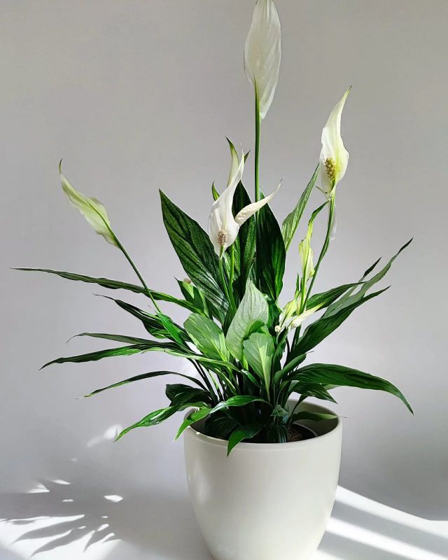 Spathiphyllum Cupido