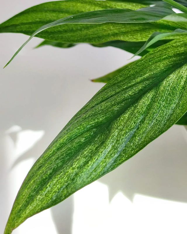 Spathiphyllum Cupido