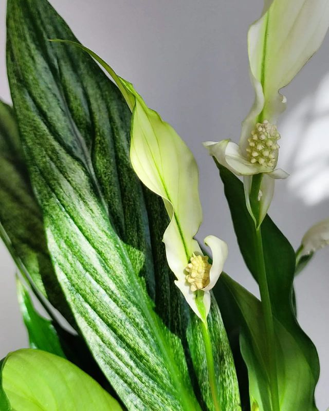 Spathiphyllum Cupido