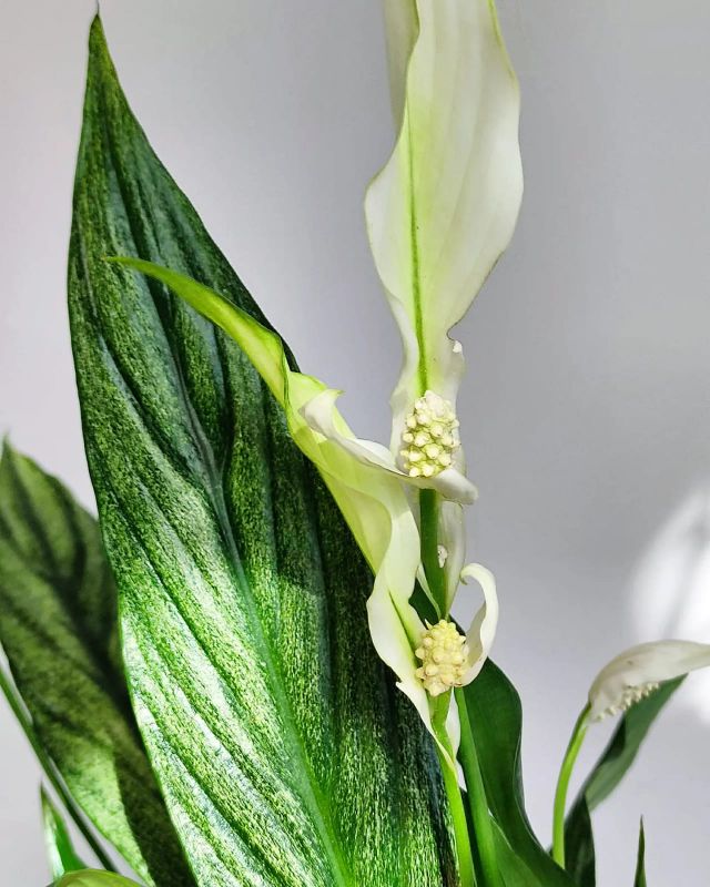 Spathiphyllum Cupido