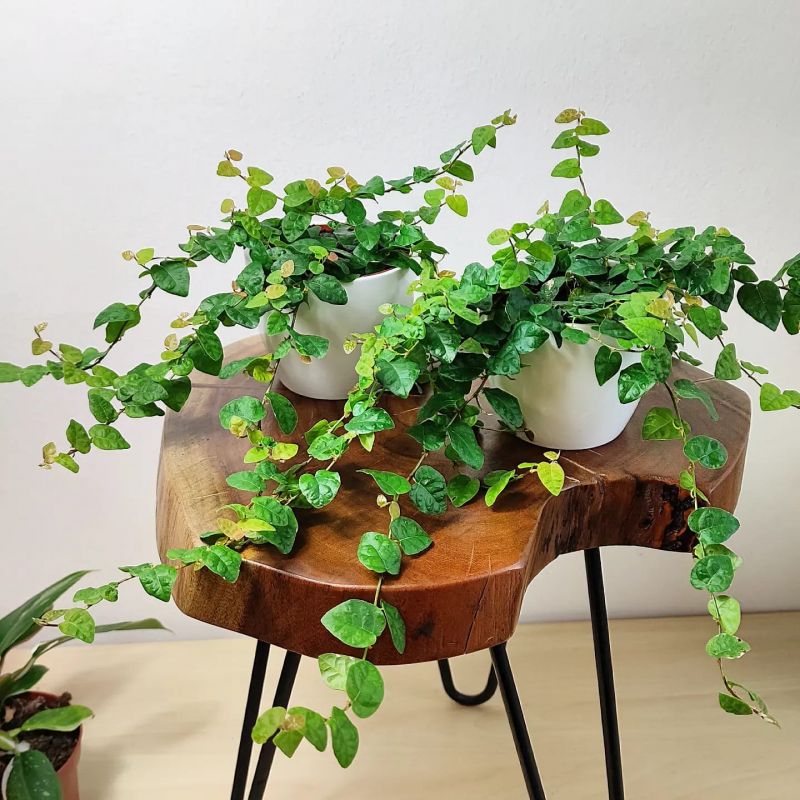 Ficus Pumila Variegata