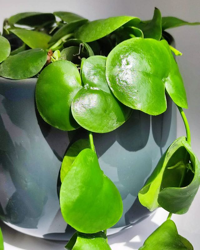 Dischidia platyphylla