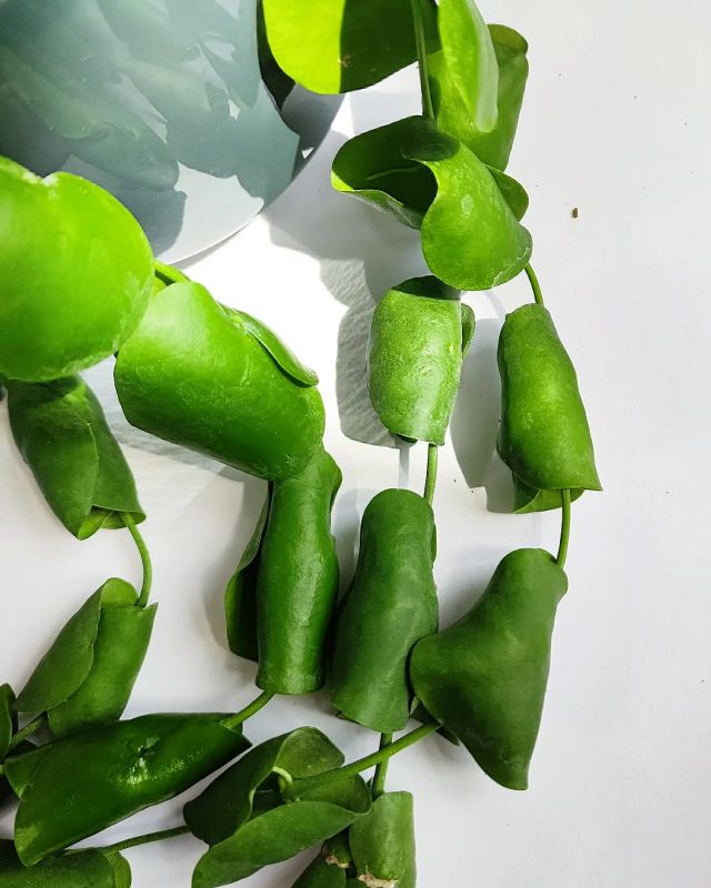 Dischidia platyphylla