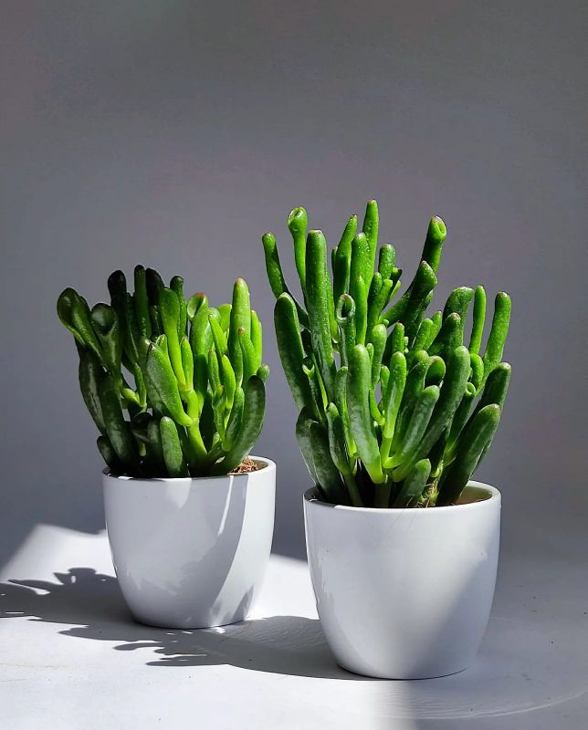 Crassula ovata The Hobbit baby rostlinka