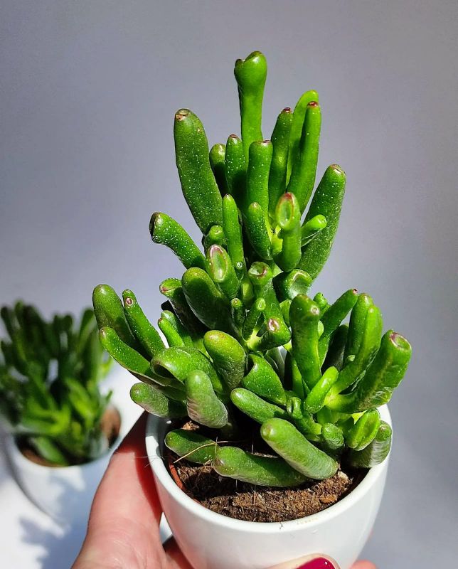 Crassula ovata The Hobbit baby rostlinka