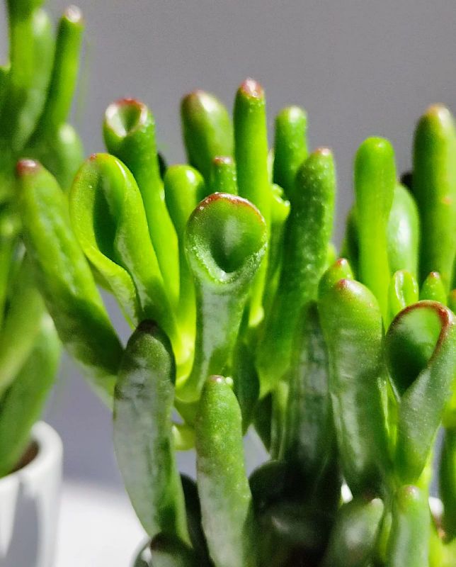 Crassula ovata The Hobbit baby rostlinka