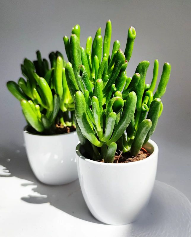 Crassula ovata The Hobbit baby rostlinka