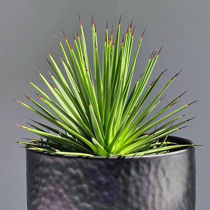 Agave Stricta nana