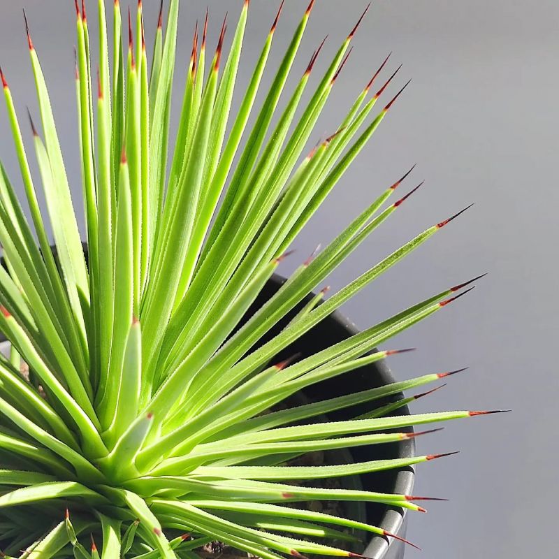 Agave Stricta nana