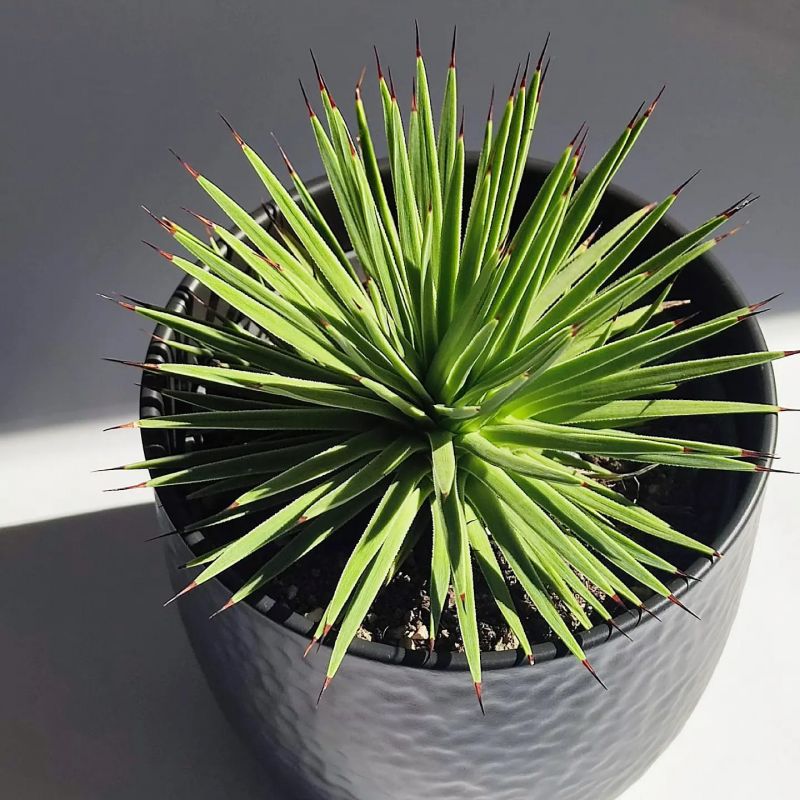 Agave Stricta nana