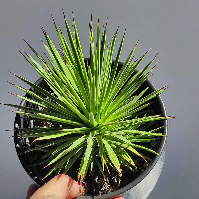 Agave Stricta nana