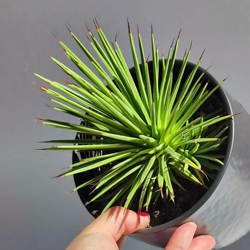 Agave Stricta nana