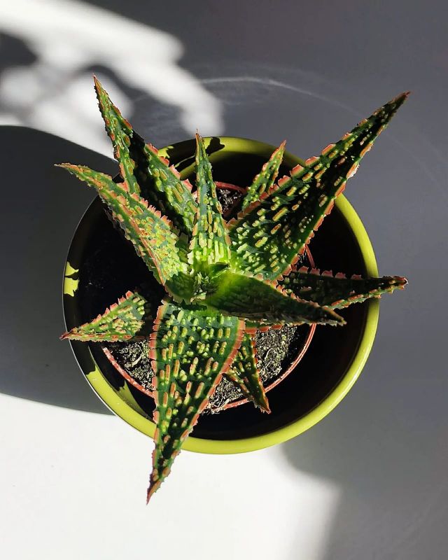 Aloe Vitro