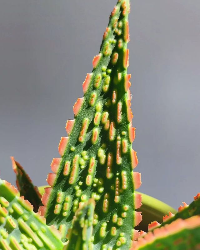 Aloe Vitro