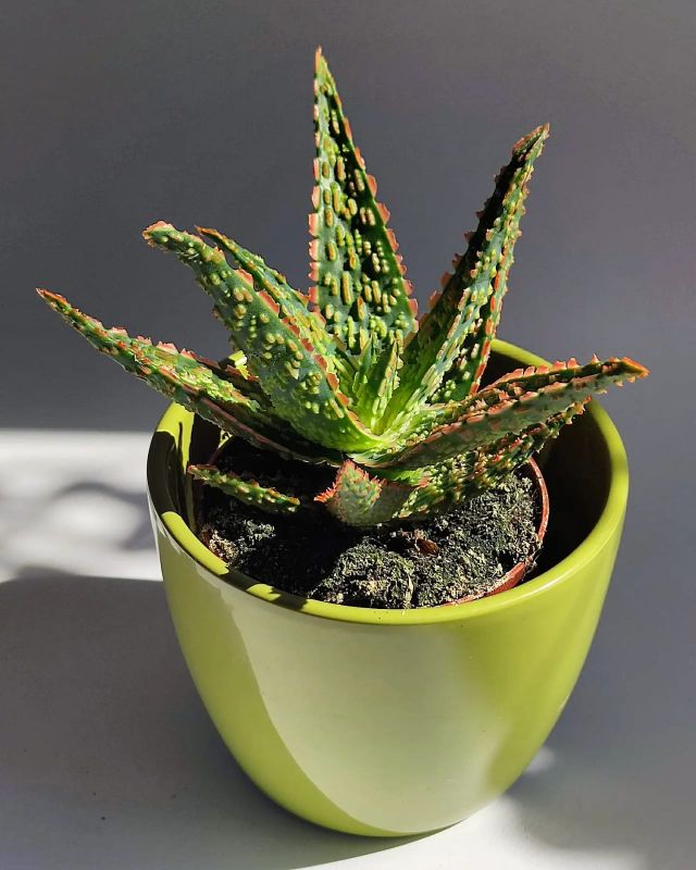 Aloe Vitro