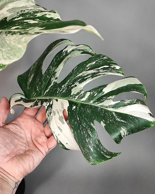 Monstera Deliciosa Albo Variegata