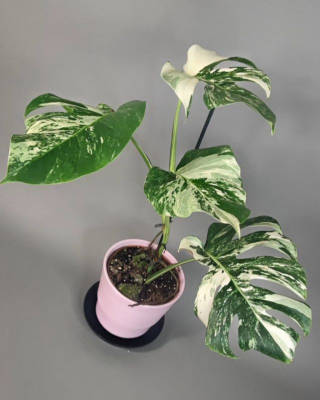 Monstera Deliciosa Albo Variegata