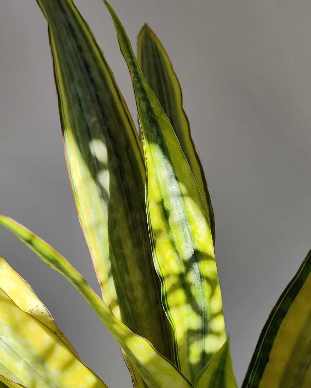Sansevieria Lauren