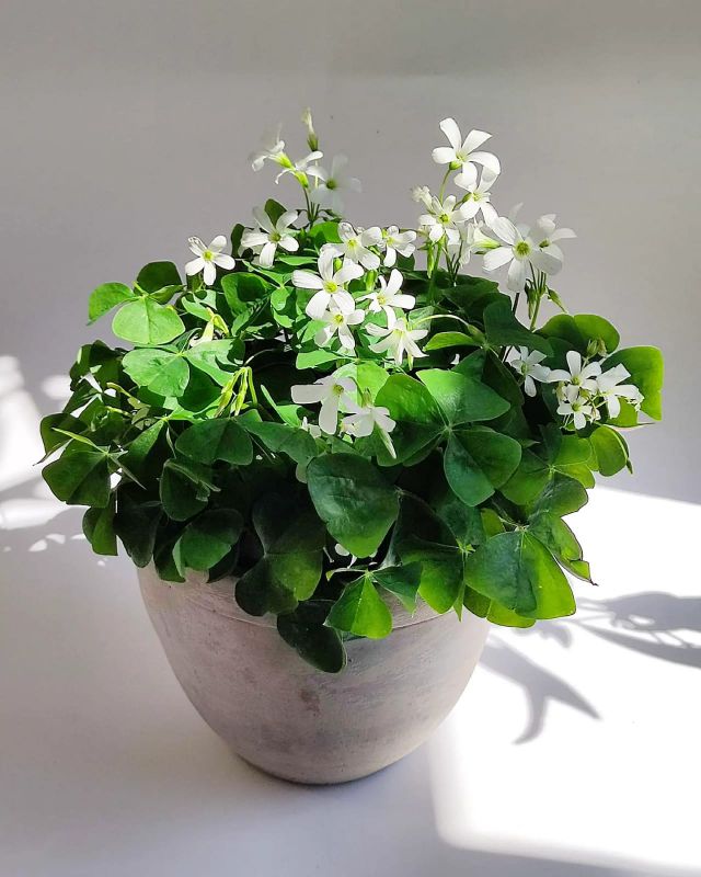 Oxalis triangularis subsp.papilionacea. Oxalis regnellii