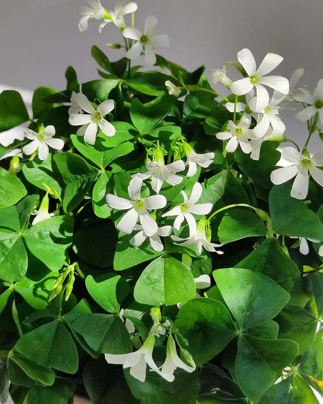 Oxalis triangularis subsp.papilionacea. Oxalis regnellii