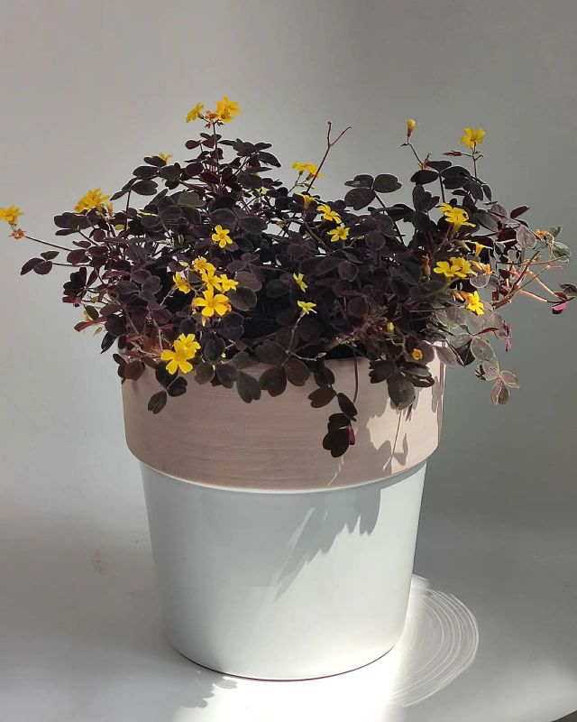 Oxalis vulcanicola Burgundy yellow