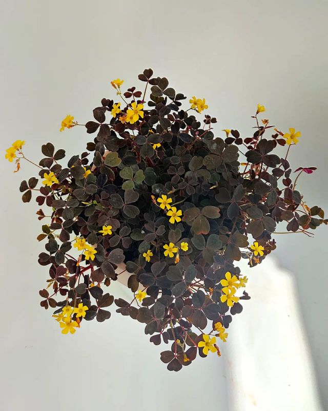 Oxalis vulcanicola Burgundy yellow