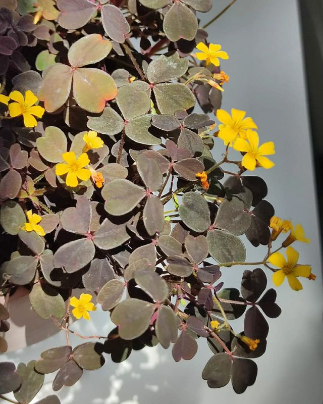 Oxalis vulcanicola Burgundy yellow