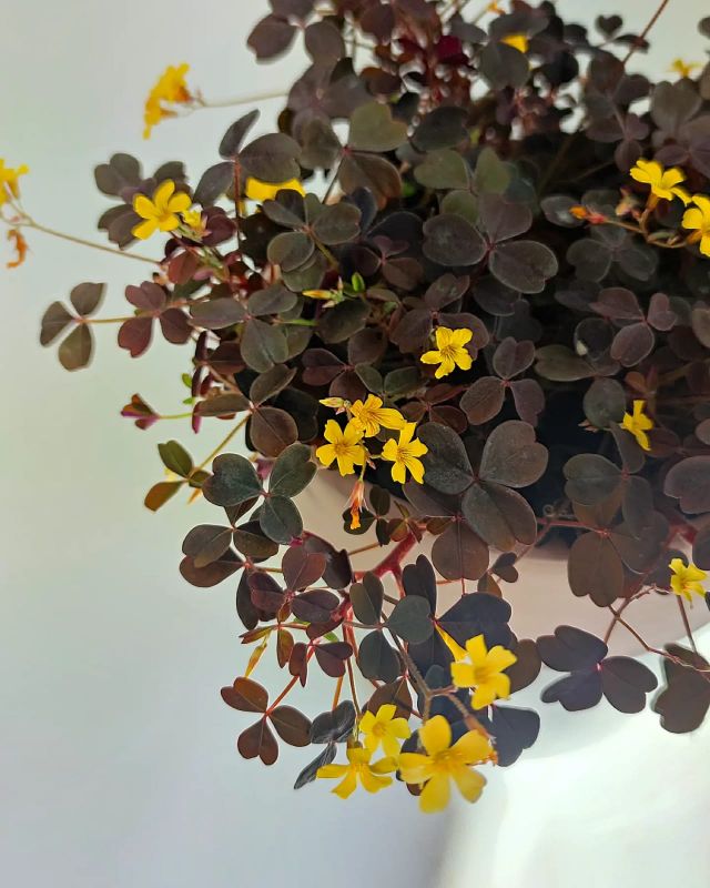 Oxalis vulcanicola Burgundy yellow