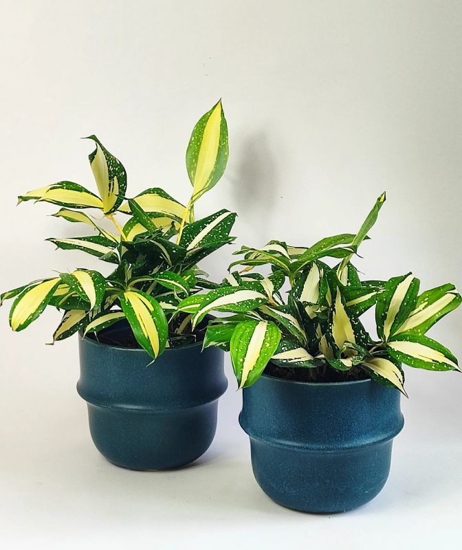 Dracaena Surculosa Milky Way