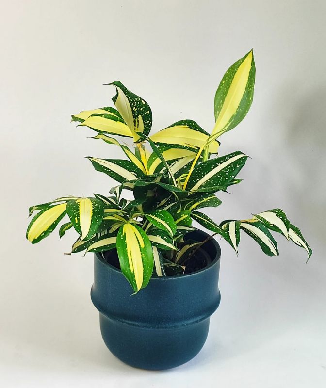 Dracaena Surculosa Milky Way
