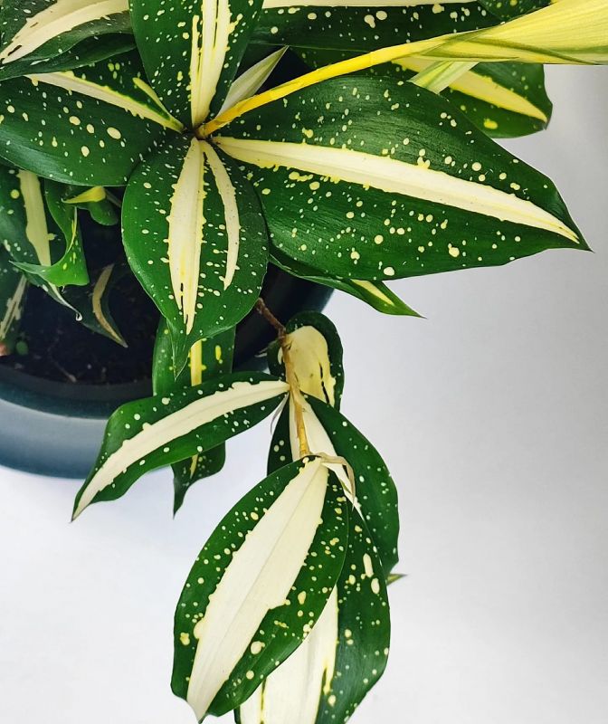 Dracaena Surculosa Milky Way