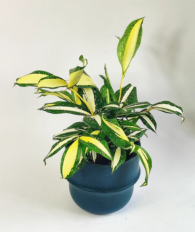 Dracaena Surculosa Milky Way