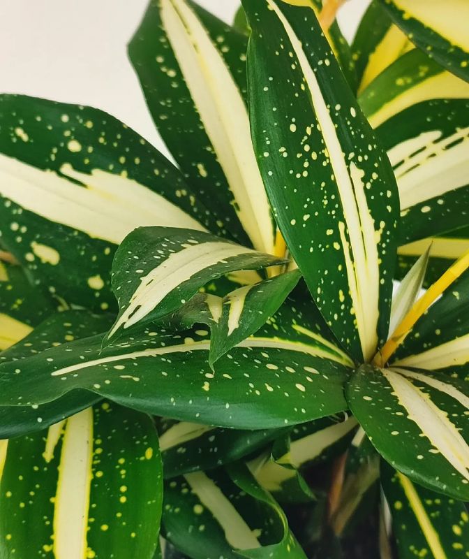 Dracaena Surculosa Milky Way
