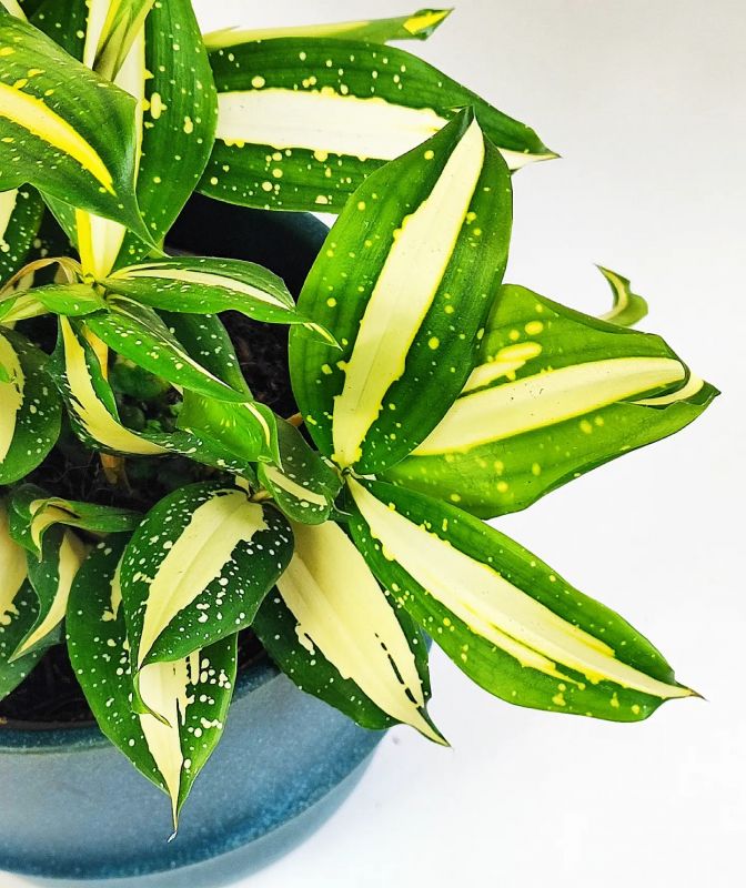 Dracaena Surculosa Milky Way