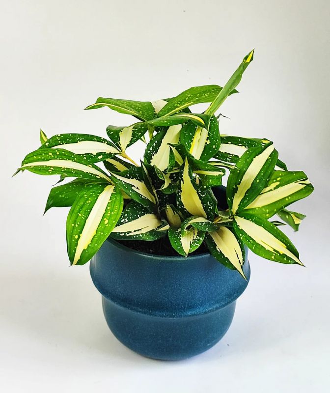 Dracaena Surculosa Milky Way