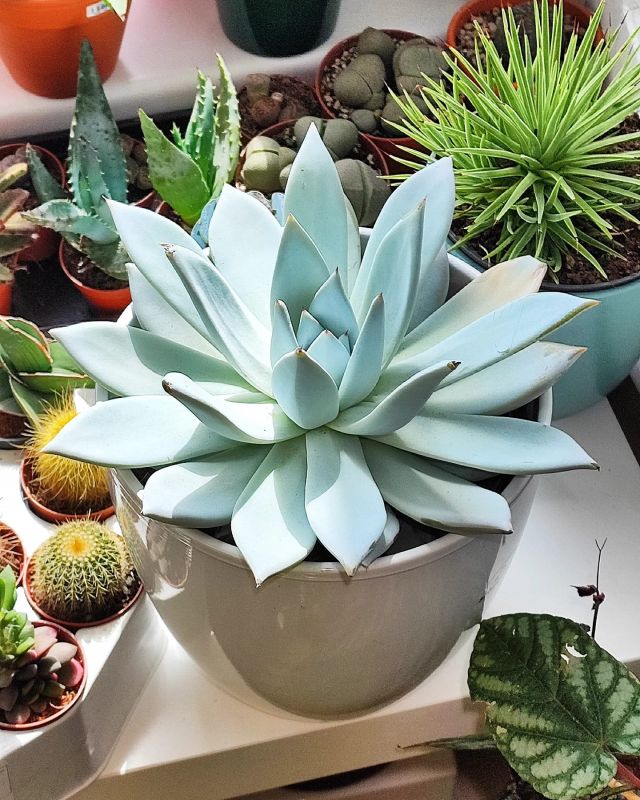 Echeveria Mexican Giant