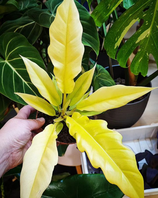 Philodendron Golden Saw