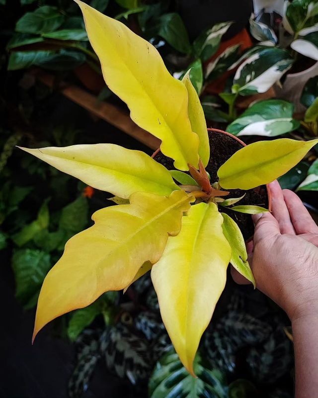 Philodendron Golden Saw