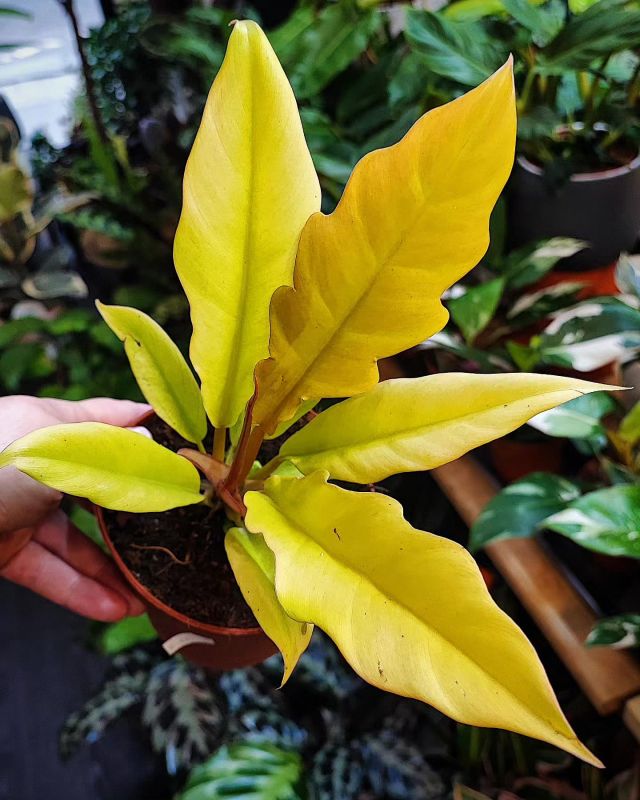 Philodendron Golden Saw
